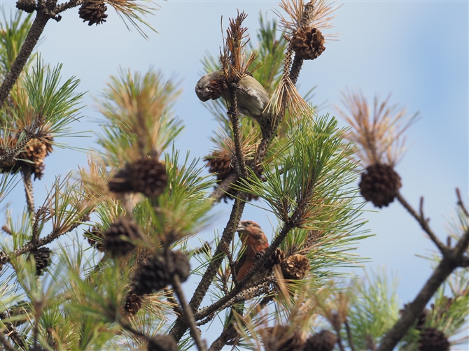 CXJ,Red Crossbill